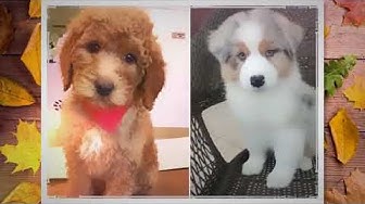 Video thumbnail for Poodle Australian Shepherd Mix