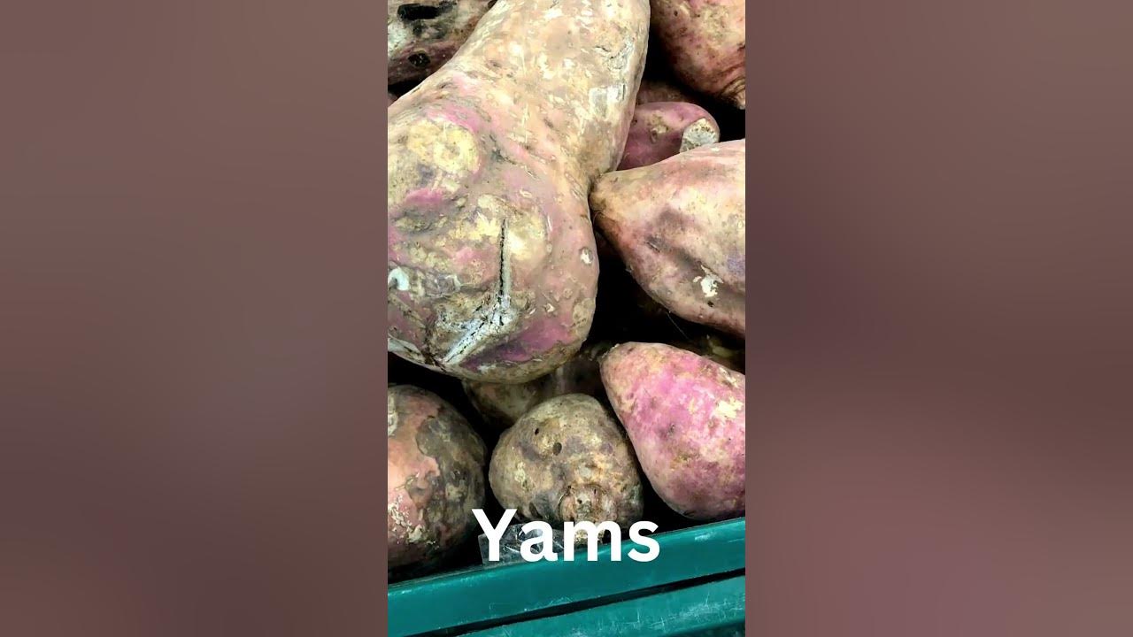 'Video thumbnail for Tubers Showdown: What's the Difference Between Yams and Sweet Potatoes? #shorts'