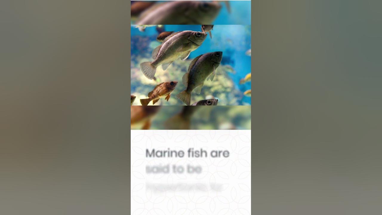 Video thumbnail for Do Fish Get Thirsty? #shorts