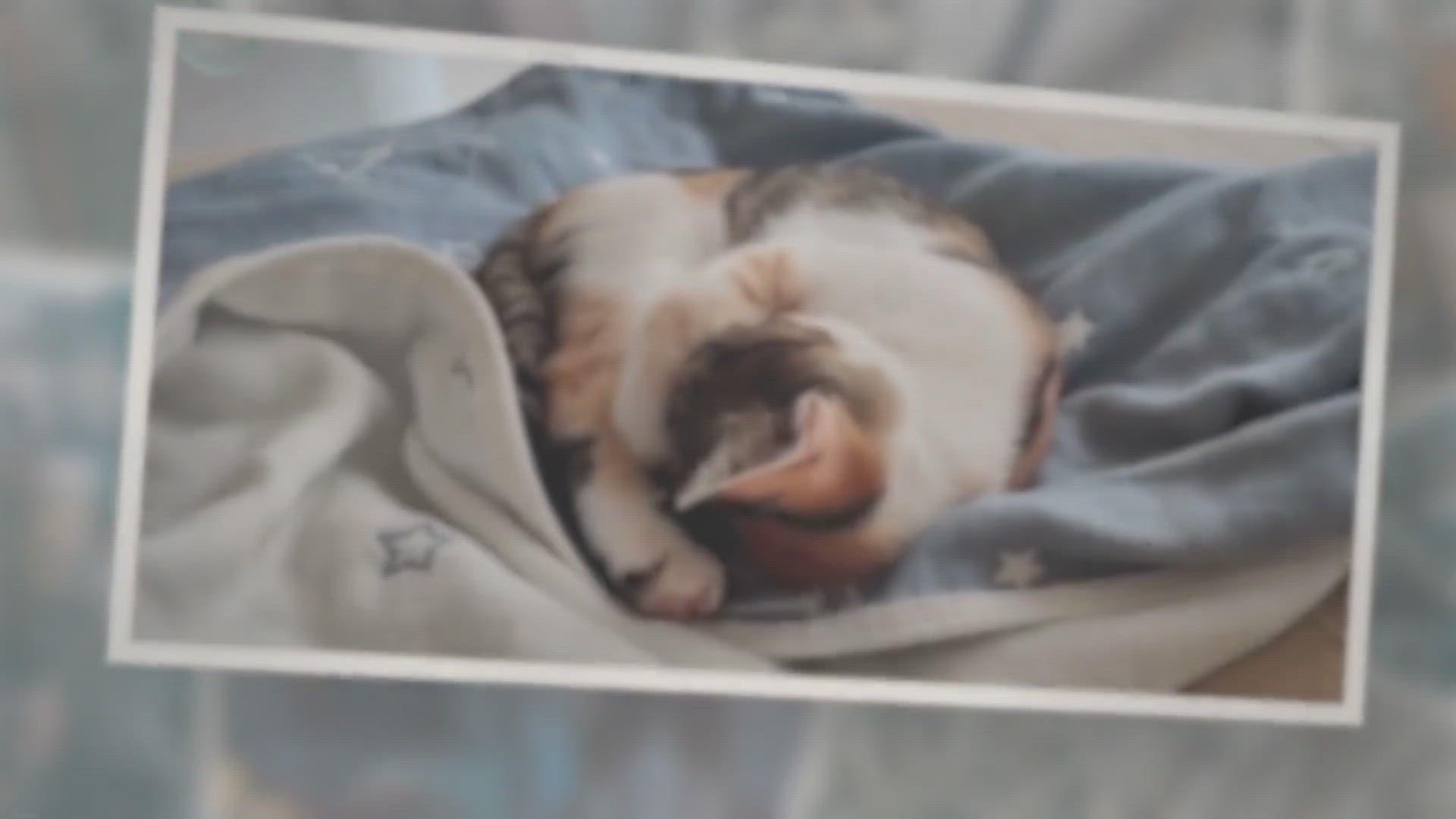 Video thumbnail for 11 Fascinating Reasons Why Cats Like to Sleep With Their Owners