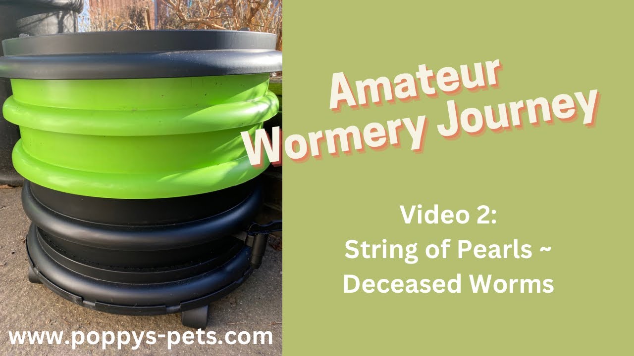 'Video thumbnail for Video 2: A Few Compost Worms Died in the 1st Month - Is String of Pearls the Cause? (WormBox Ferme Du Moutta)'