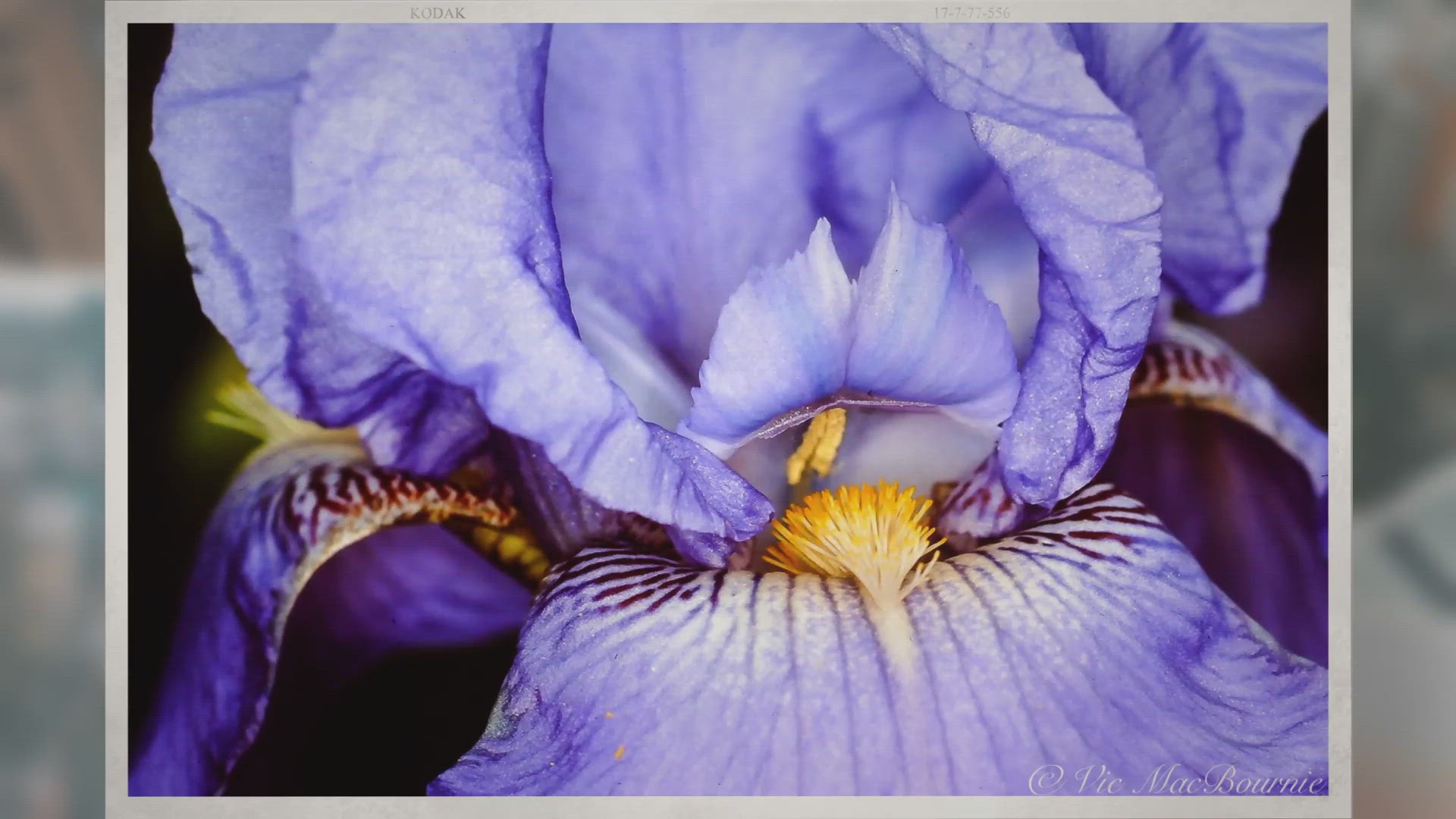 'Video thumbnail for Exploring the art of flower photography'