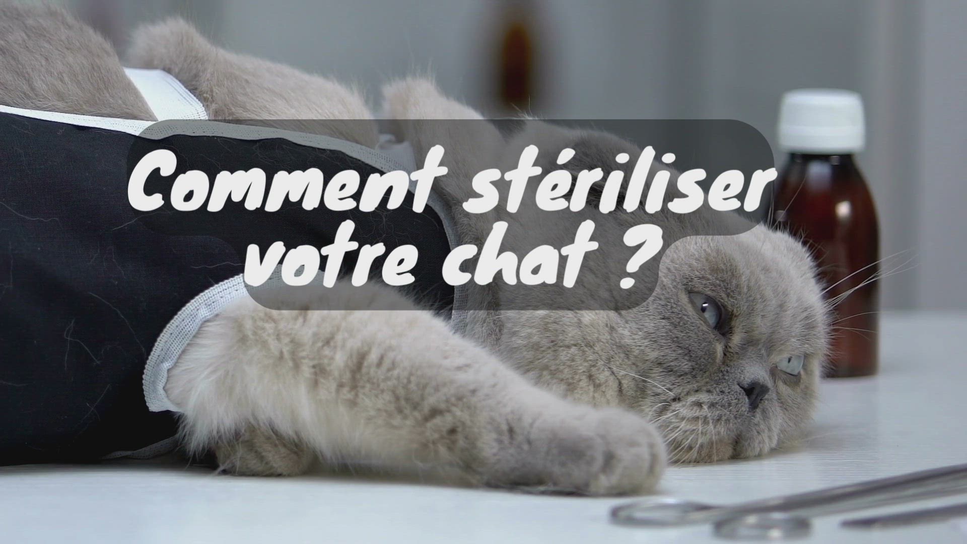 Video thumbnail for Deux méthodes de stérilisation des chats