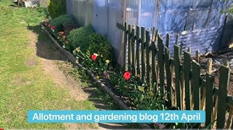Video thumbnail for 🎥 ✅ Allotment Adventures 🌿✨ | Gardening Blog with Big Updates & Tips – April 12th 2020 🌱🏡