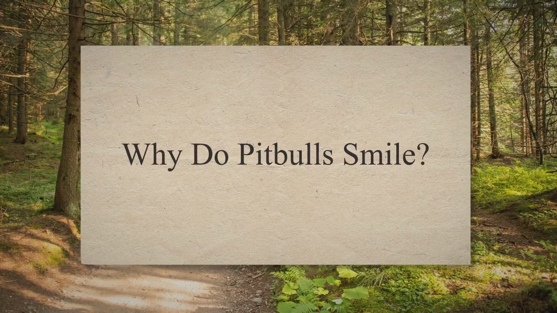 Video thumbnail for Why do pitbulls smile