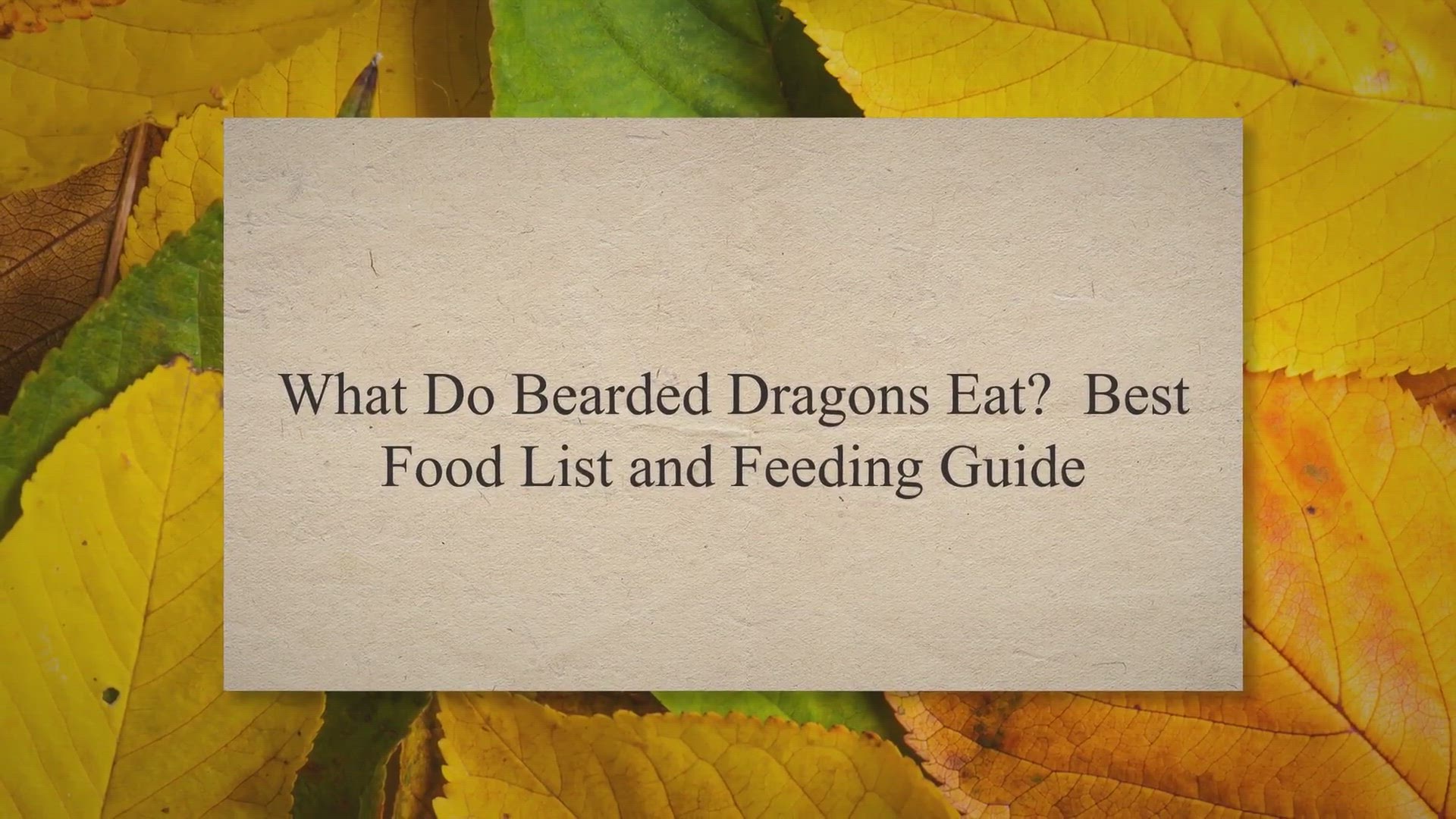 Video thumbnail for What Do Bearded Dragons Eat? Best Food List and Feeding Guide