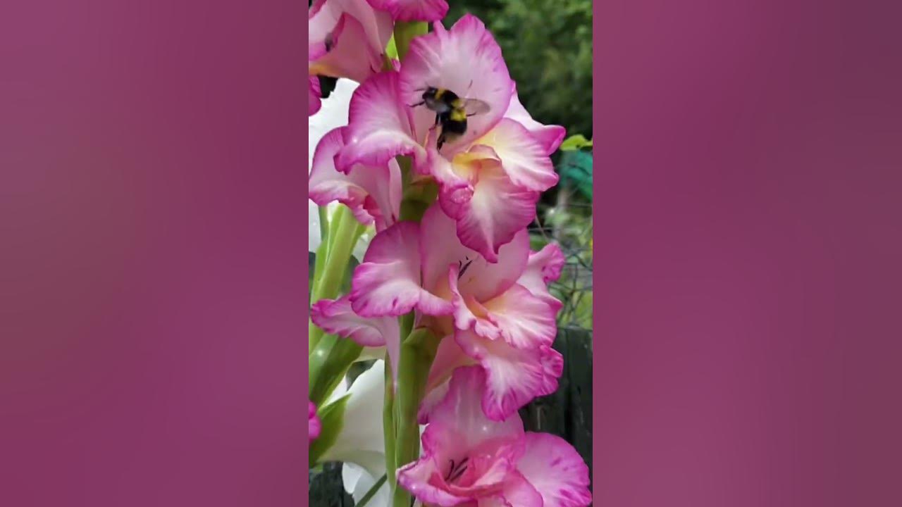 Video thumbnail for Fall Garden Moments | How to Attract Pollinators & Create Autumn Beauty