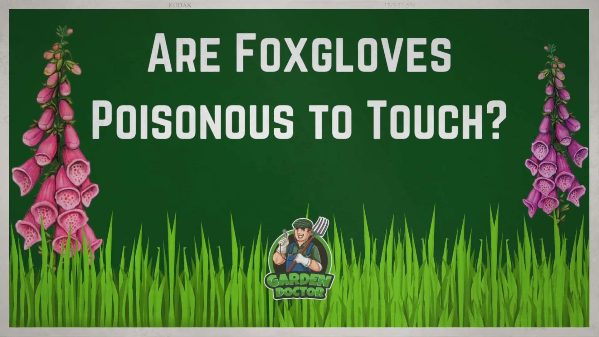 'Video thumbnail for Are Foxgloves Poisonous to Touch?'