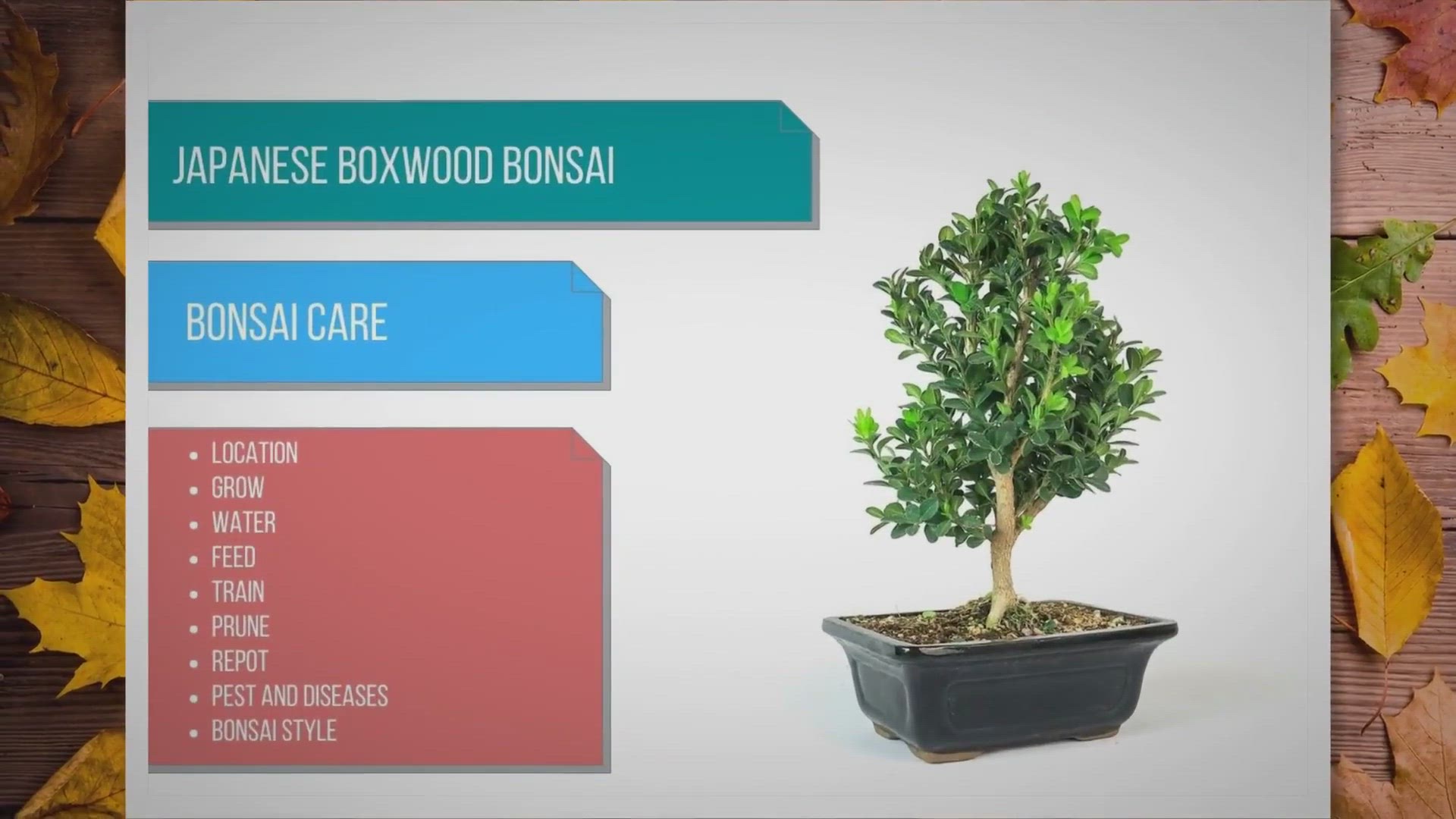 Video thumbnail for Japanese Boxwood bonsai care