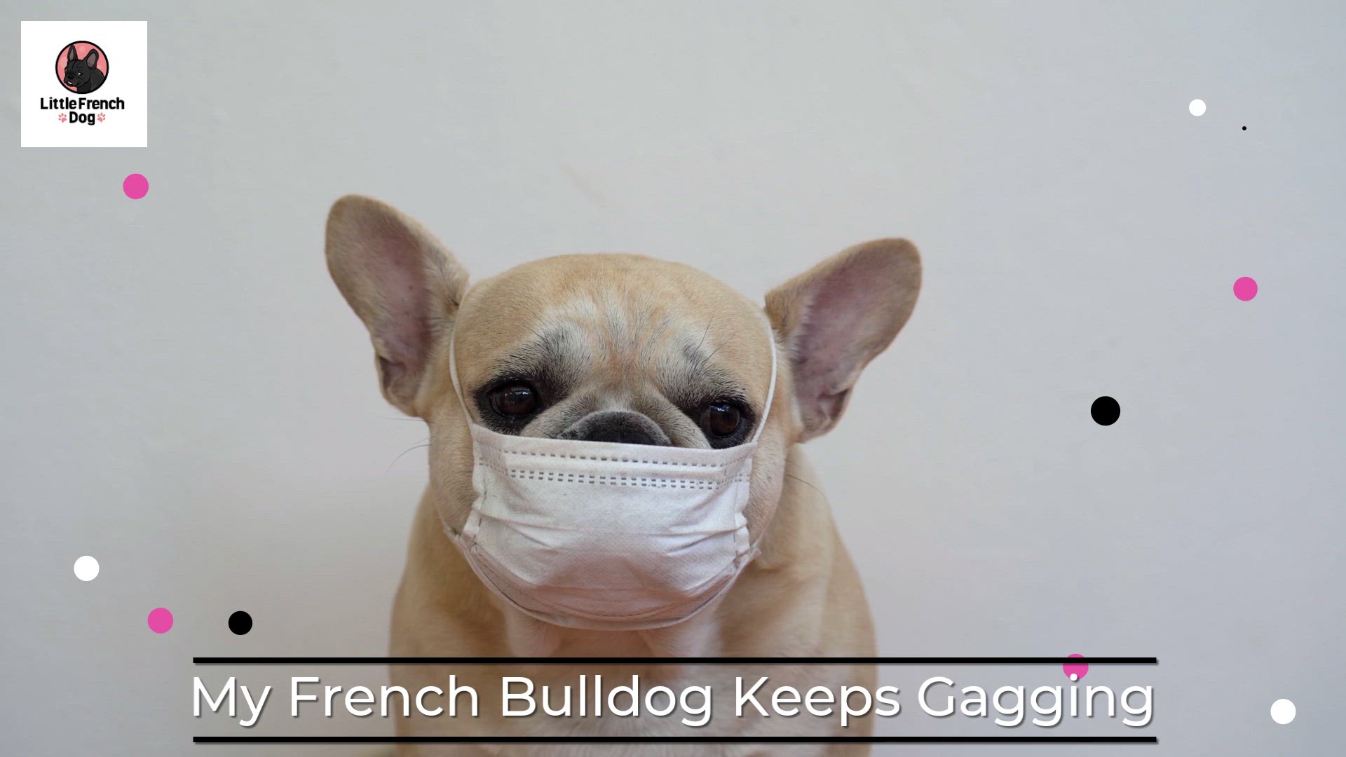 Video thumbnail for My French Bulldog Keeps Gagging – What To Do!