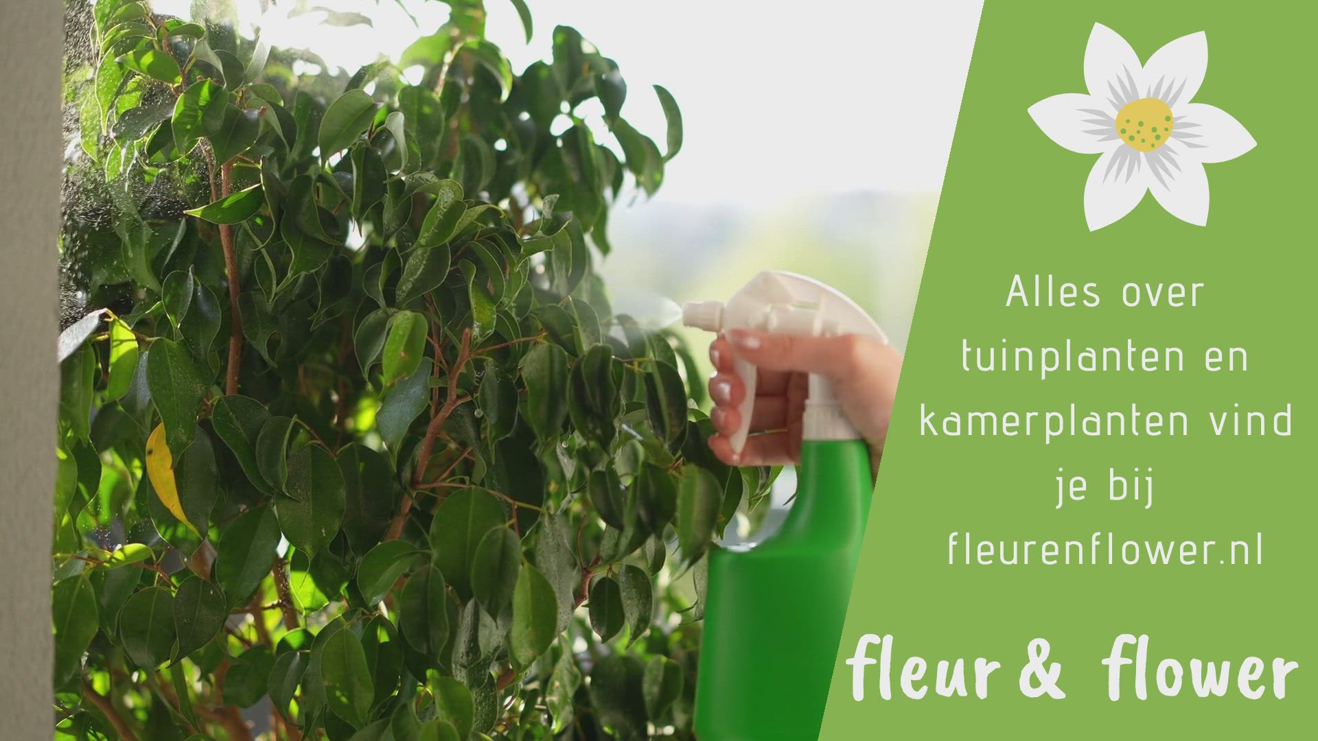 Video thumbnail for kamerplanten