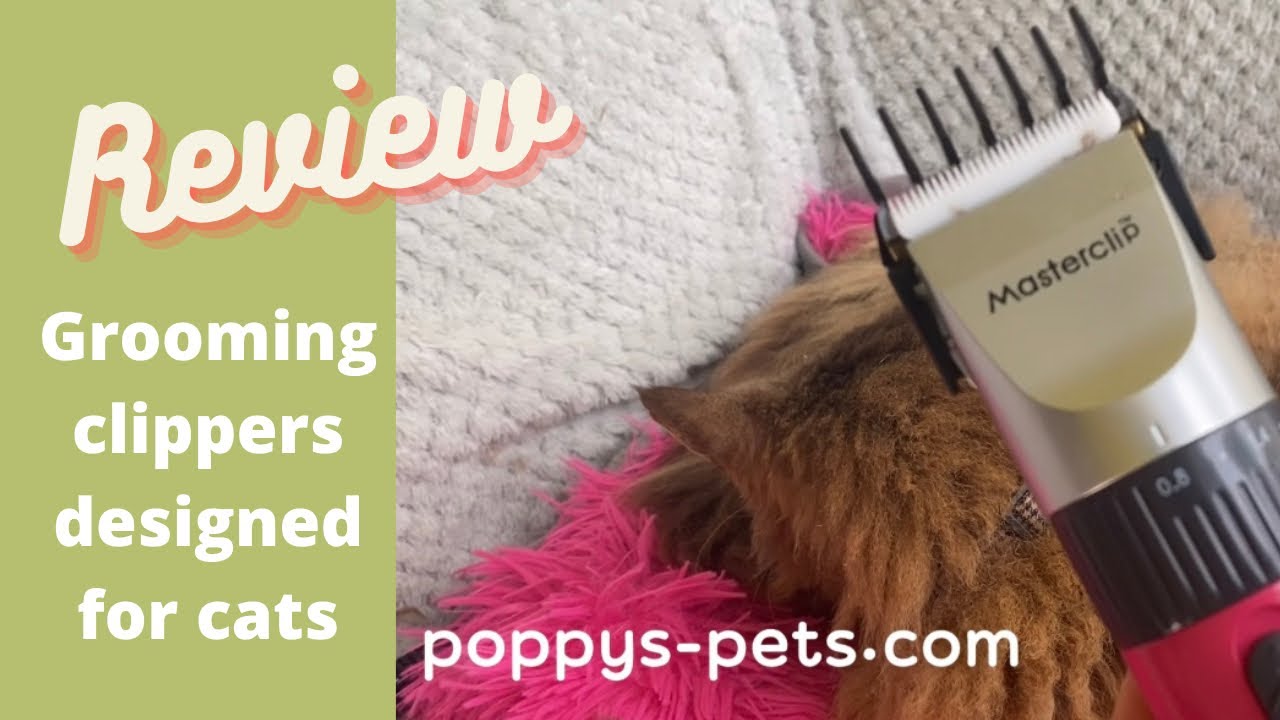 'Video thumbnail for The Clippers: A Good Choice for Your Feline Friend'