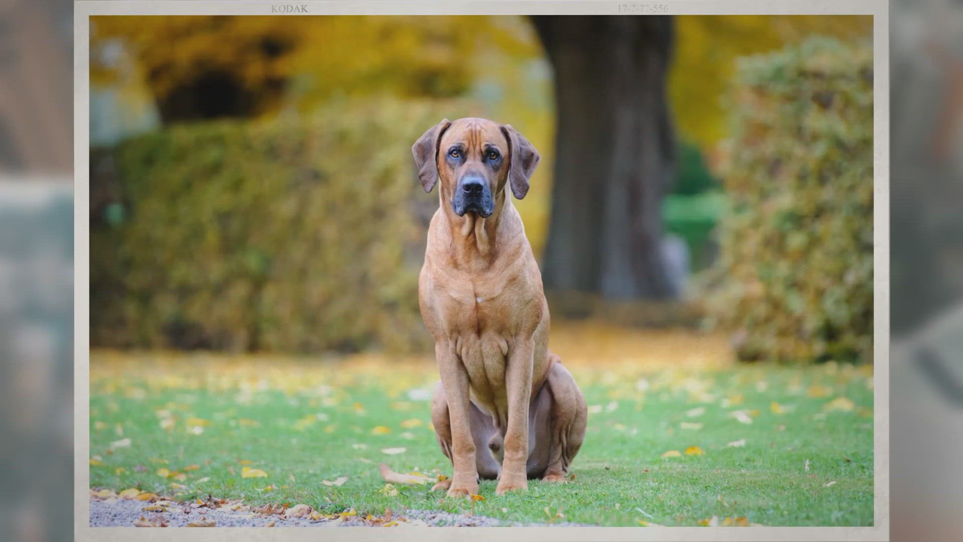 Video thumbnail for Why Your Dog Has Loose Stool And Smelly Gas?