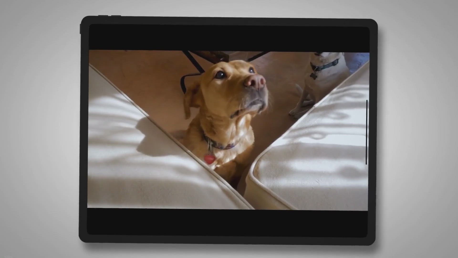 Video thumbnail for My dog is on insulin and still peeing everywhere?