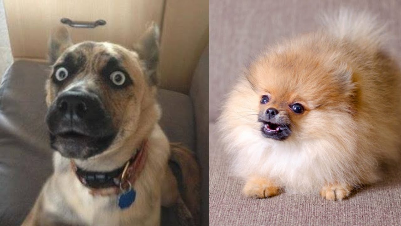 Video thumbnail for Check Out These Lovable Dogs and His Furry Friends, Lighten Your Mood | Pawesomepuppy