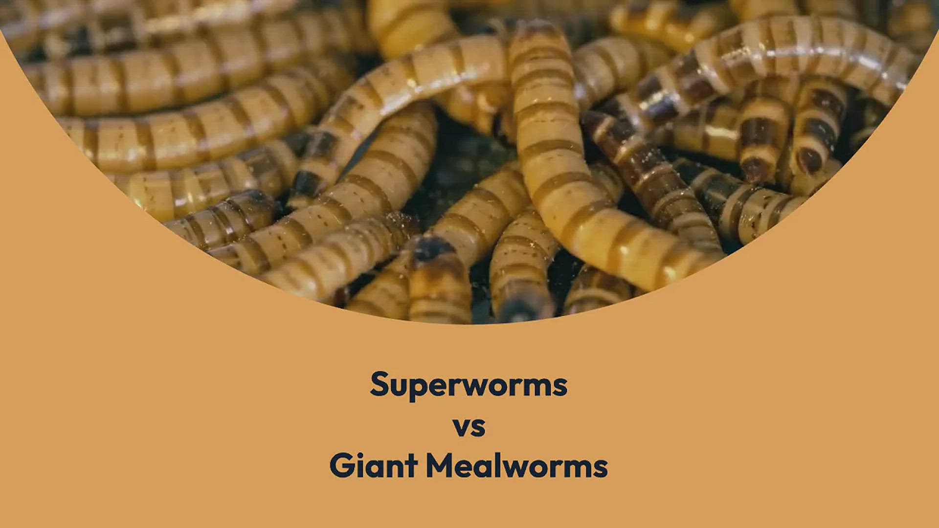 'Video thumbnail for Superworms vs Giant Mealworms'