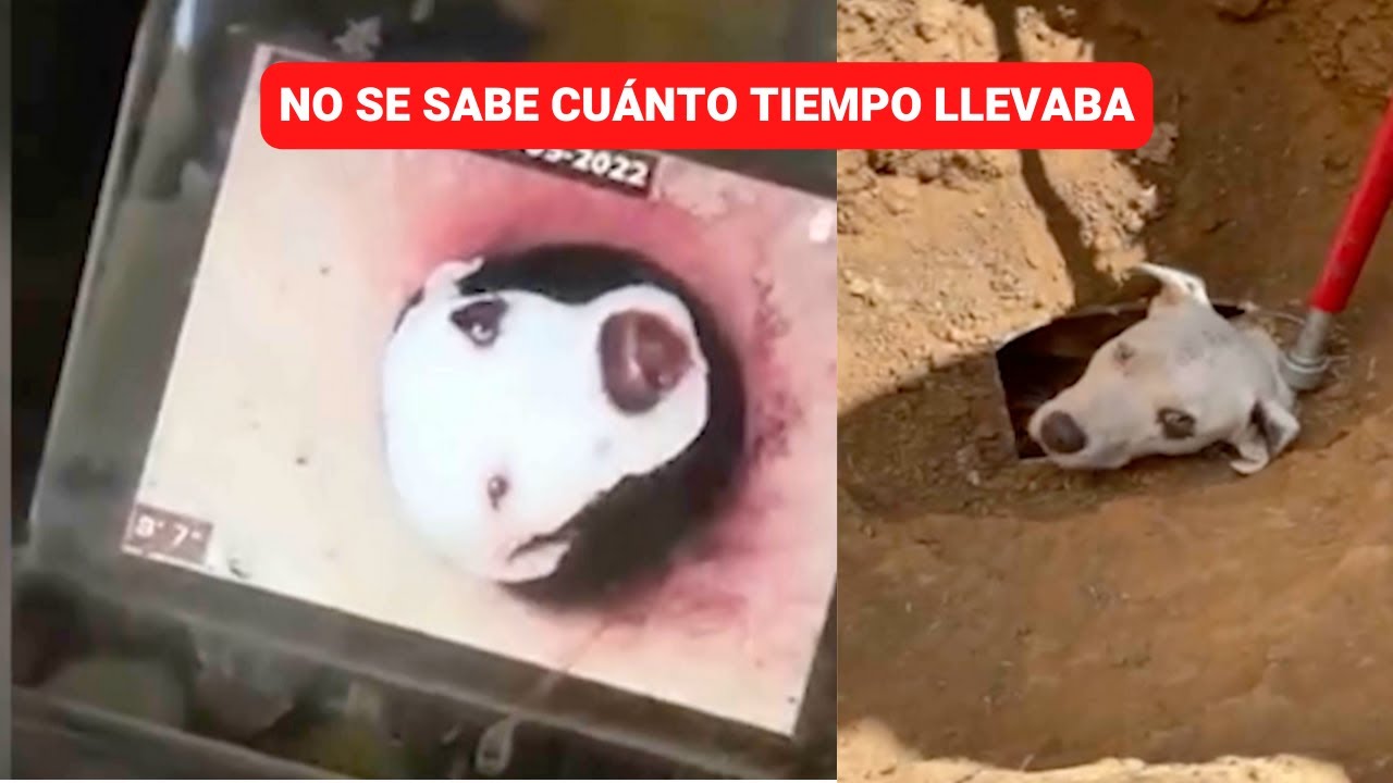 Video thumbnail for Bondadosos plomeros rescatan perrito atrapado en tubería