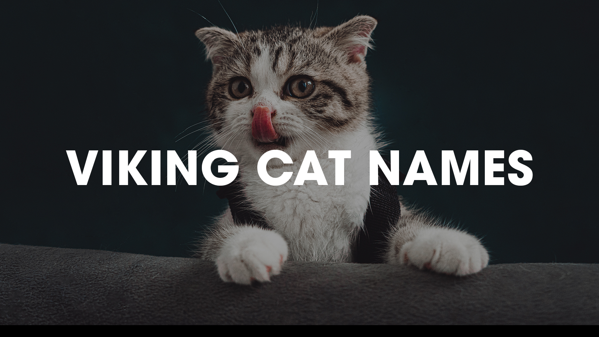 Video thumbnail for TOP 50 VIKING CAT NAMES