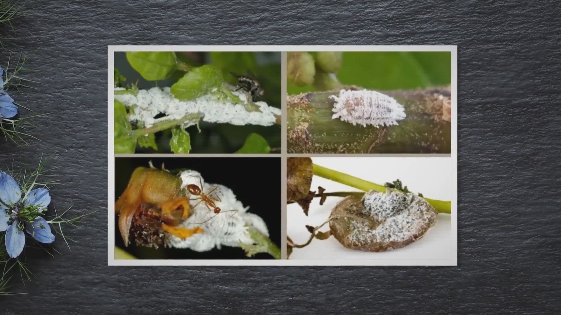 Video thumbnail for Mealybugs: white cotton-looking bugs on your vegetable plants?
