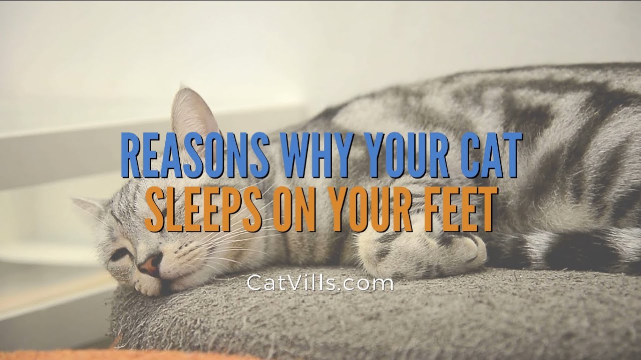 Video thumbnail for REASONS WHY YOUR CAT SLEEPS ON YOUR FEET