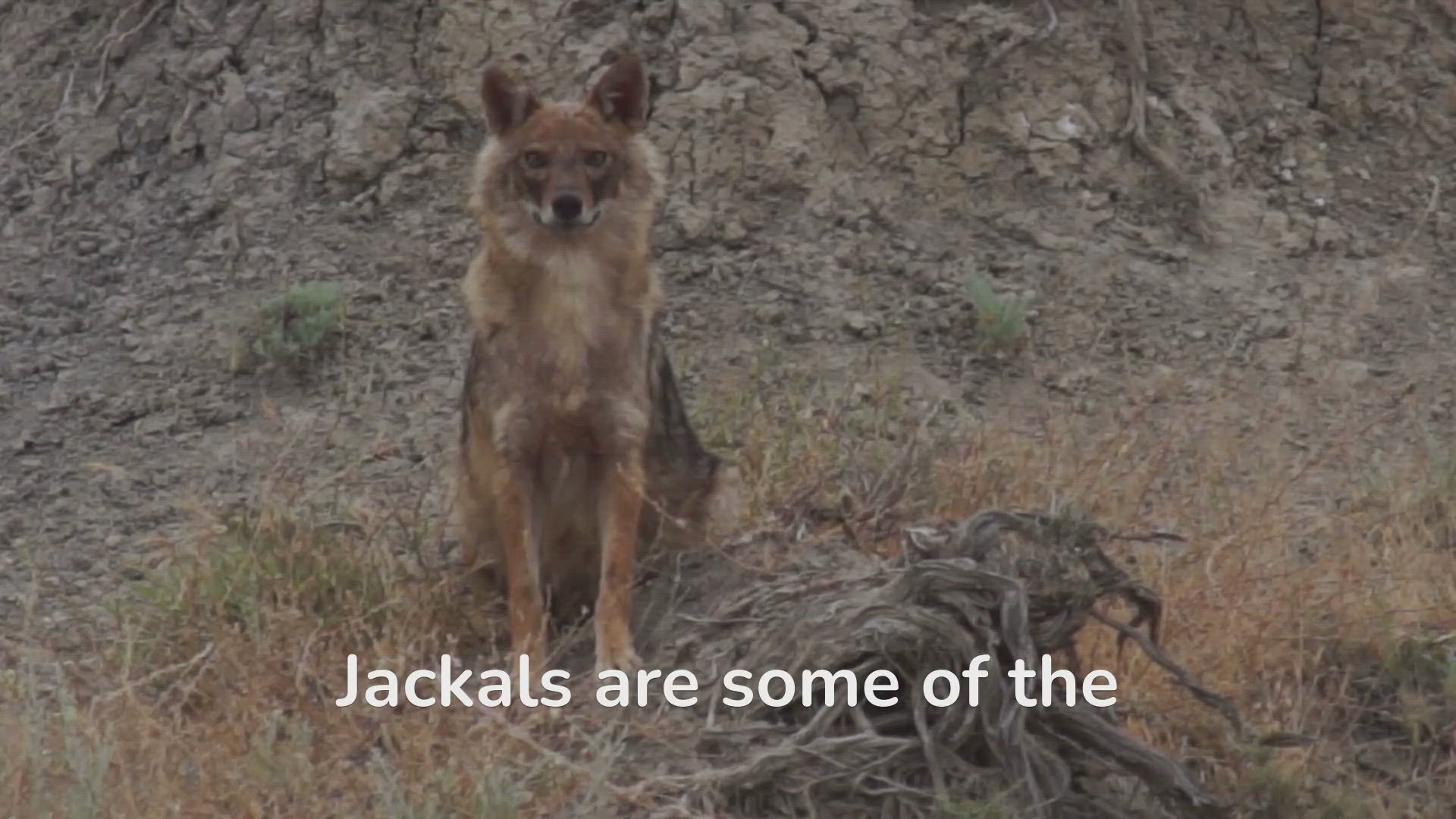 'Video thumbnail for Jackal Habits: What Makes Them Wildly Fascinating?'