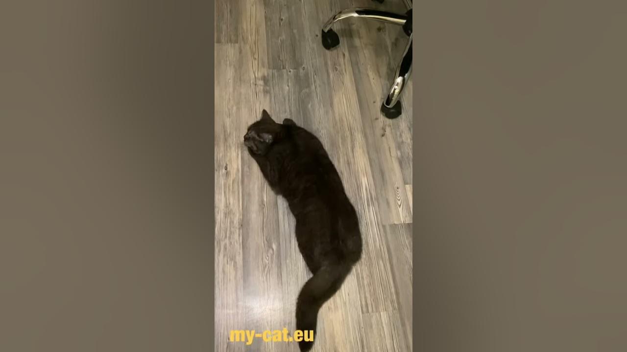 Video thumbnail for Josie ist rollig