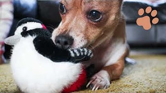 Video thumbnail for Jack Russell Chihuahua Mix