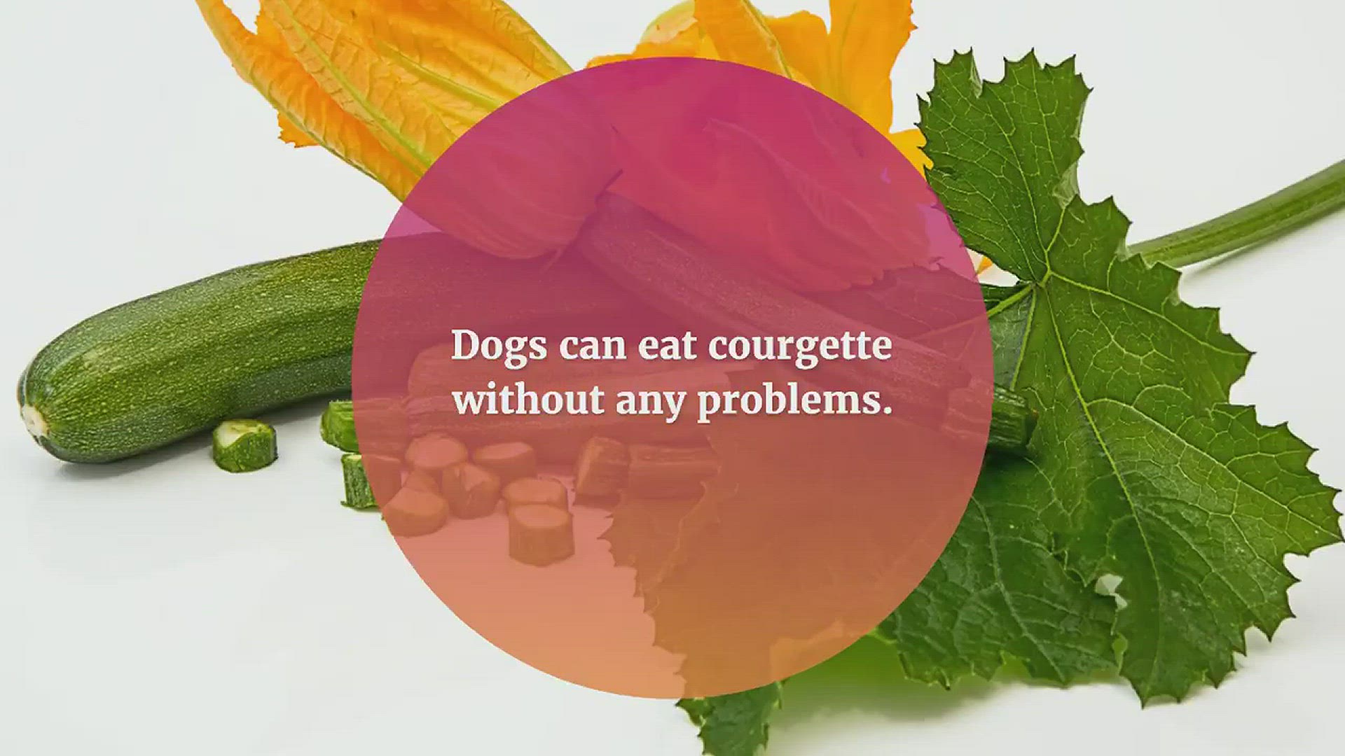 Video thumbnail for Can dogs eat courgette (zucchini)?