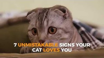 Video thumbnail for 7 UNMISTAKABLE SIGNS Your cat loves you