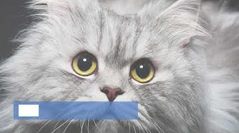 Video thumbnail for Elegant Aesthetic Cat Names