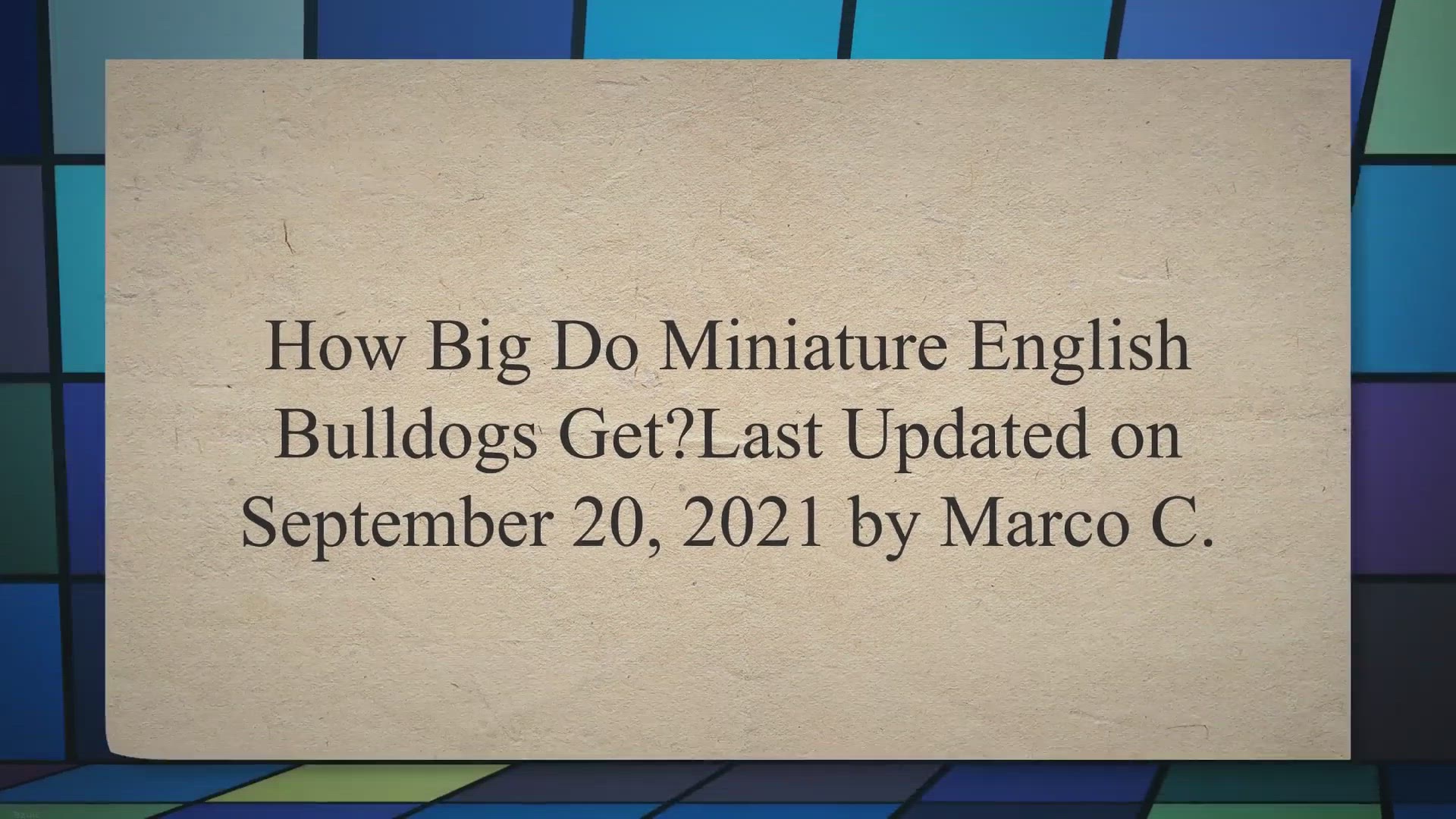 Video thumbnail for How Big Do Miniature English Bulldogs Get?