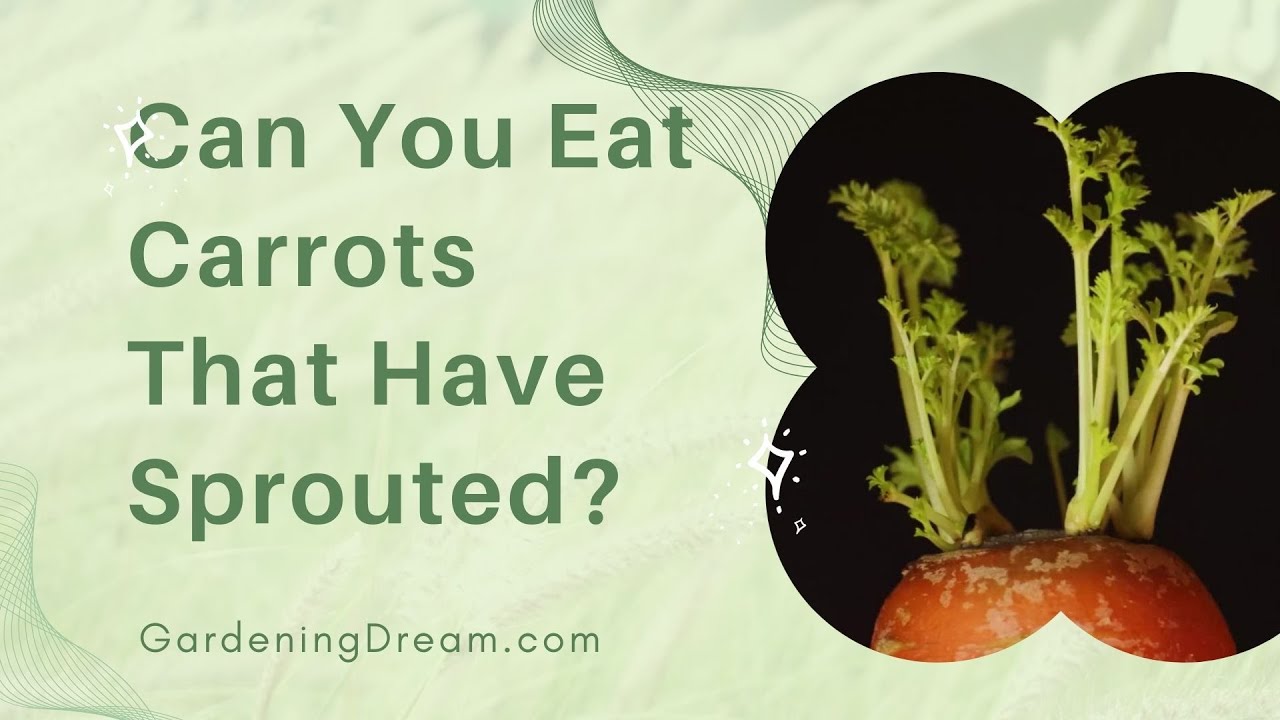 Video thumbnail for Can You Eat Carrots That Have Sprouted