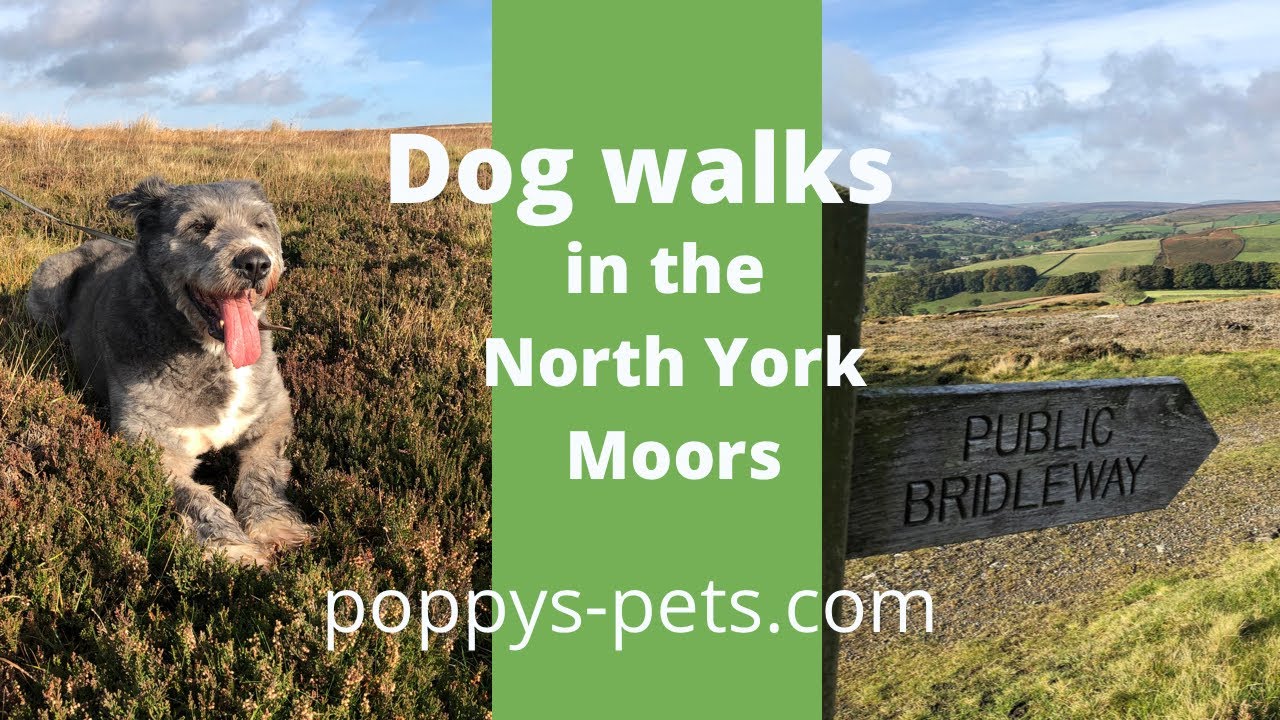'Video thumbnail for North York Moors - Walking Trail with Dogs (suitable for senior dogs): Easy route on the Moors'