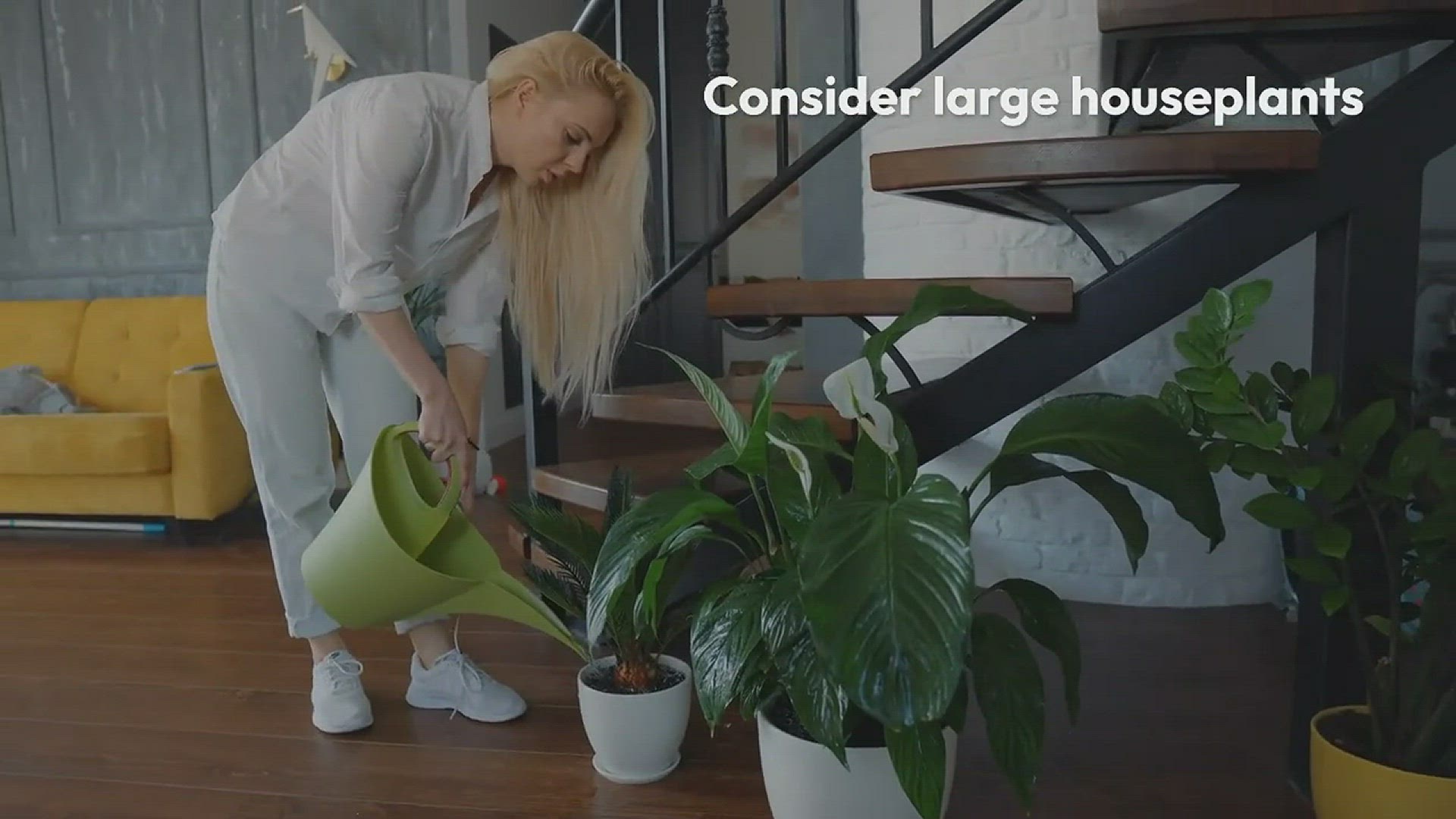 'Video thumbnail for Best Large Houseplants'