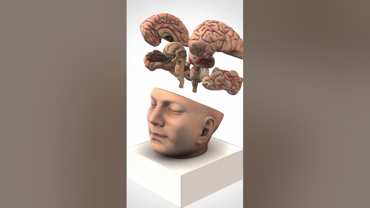 'Video thumbnail for Do We Need a Bigger Brain to be More Intelligent? #shorts'