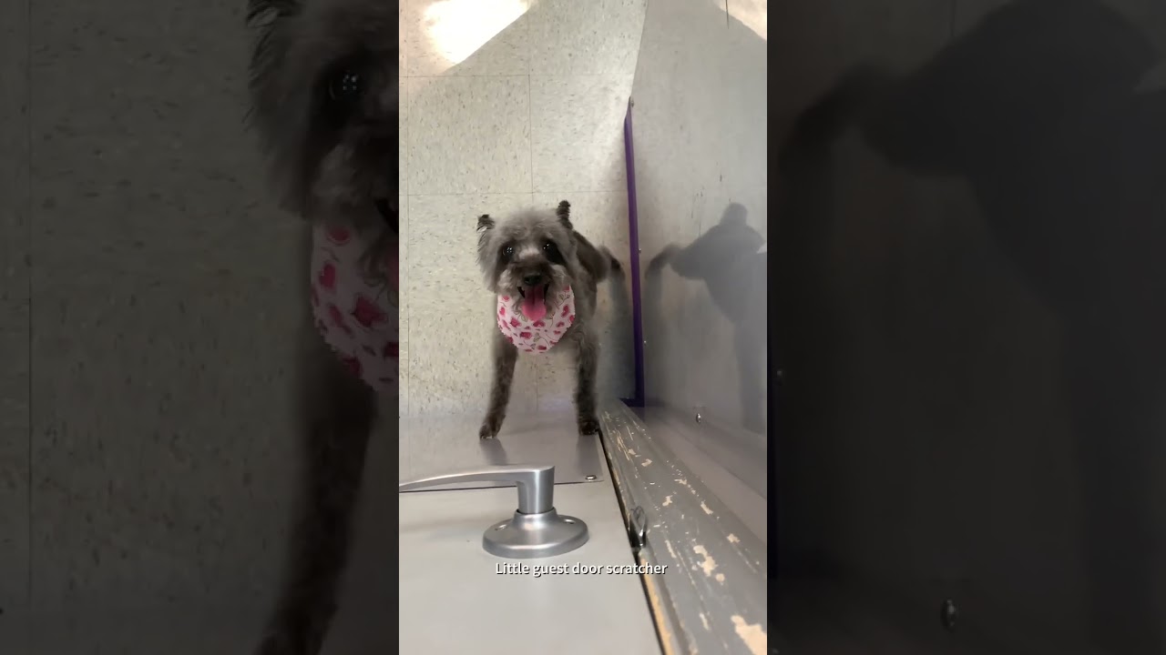 Video thumbnail for Picking up Aspen