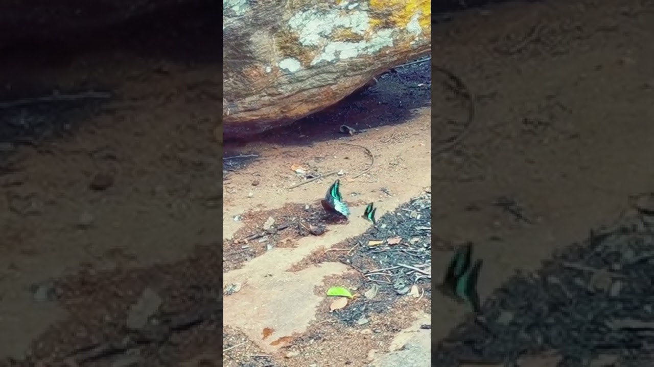 Video thumbnail for Beautiful butterfly Blue Mormon #shorts