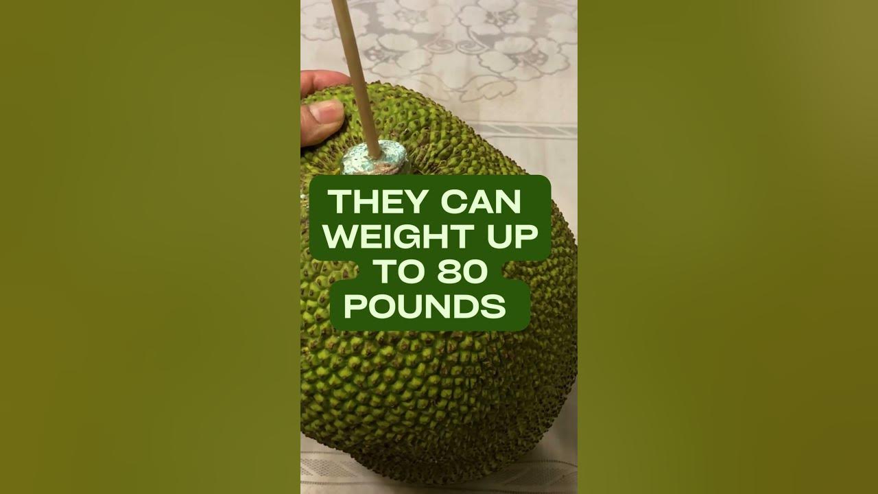 Video thumbnail for Food Fact - What's the World's Largest Fruit? #shorts
