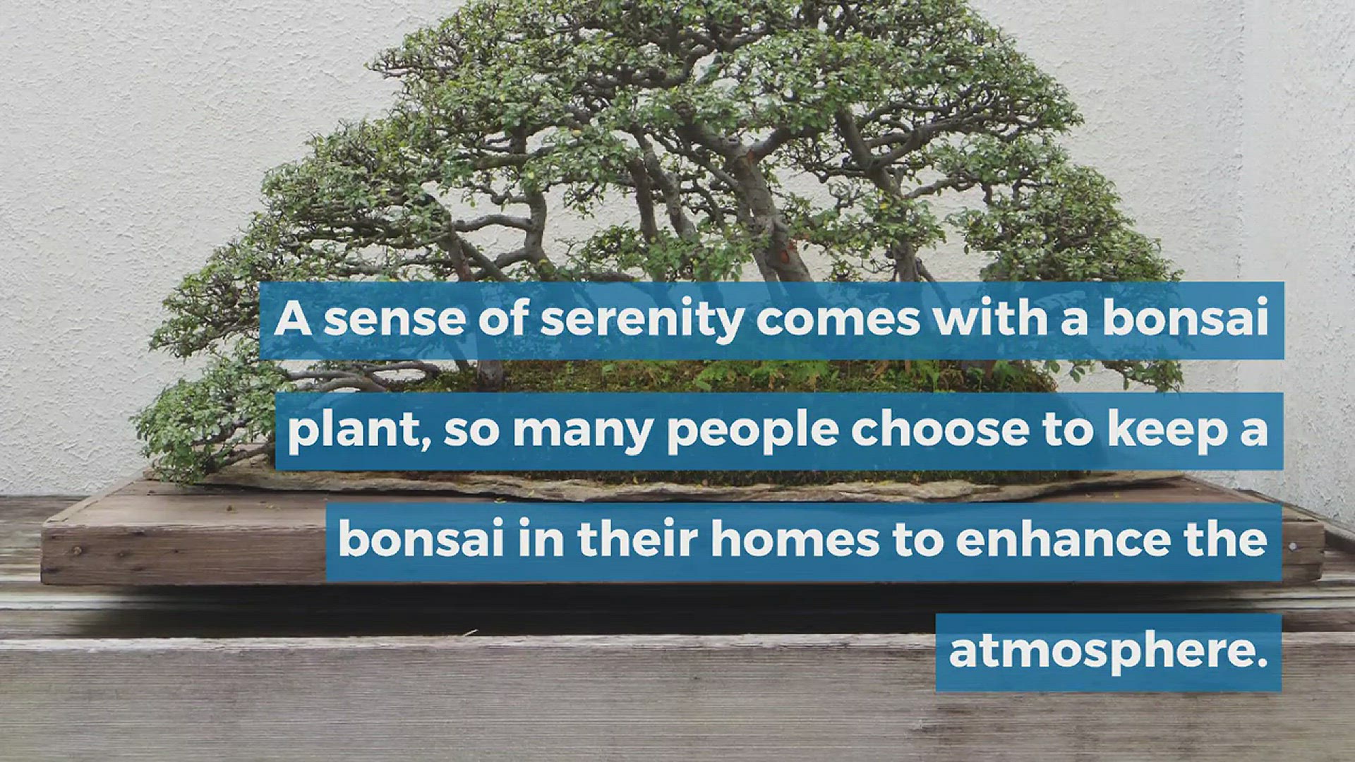 'Video thumbnail for Naming Your Bonsai'