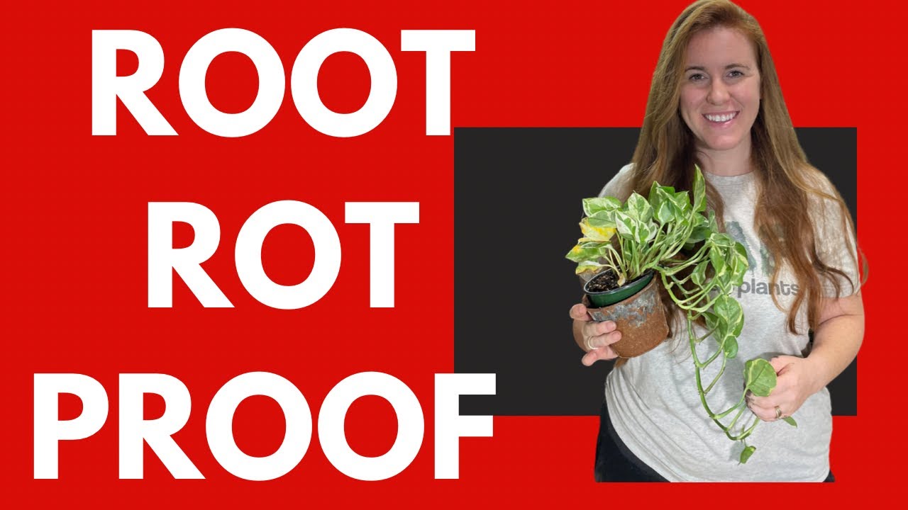 Video thumbnail for How To Water Your Houseplants. The Best Way To Water Your Plants! Bottom Watering Or Top Watering?