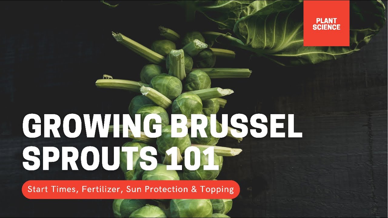 Video thumbnail for How To Grow Brussel Sprouts. Growing Brussel Sprouts In Cold Climates | Gardening in Canada