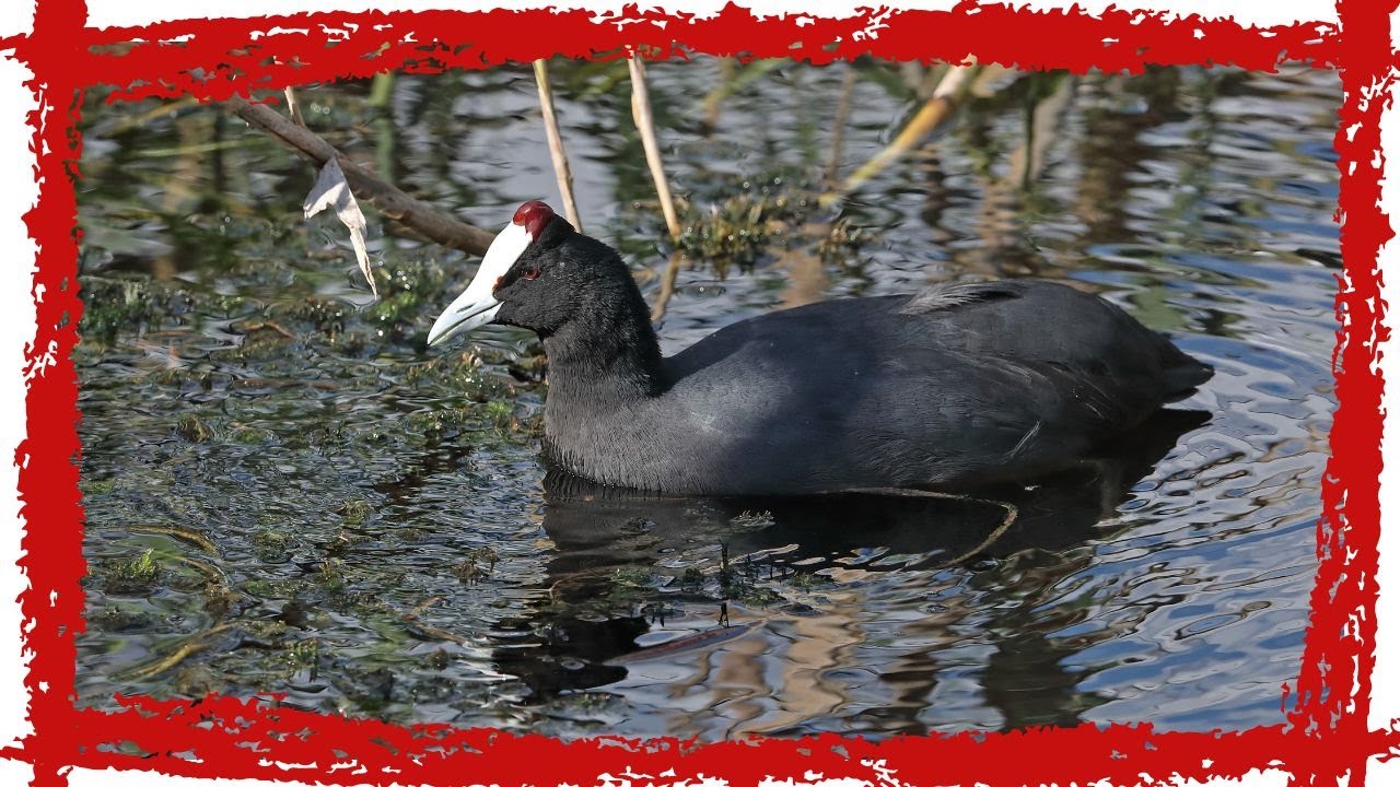 Video thumbnail for Red-knobbed Coot (Fulica cristata) Call| Red-knobbed Coot Sound & Song | Red-knobbed Coot Video