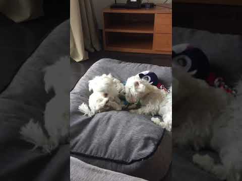 Video thumbnail for What is it with this teeny 🥜 trying to dominate me?!! #maltesepuppies #dogwrestle #dogs #dogslife