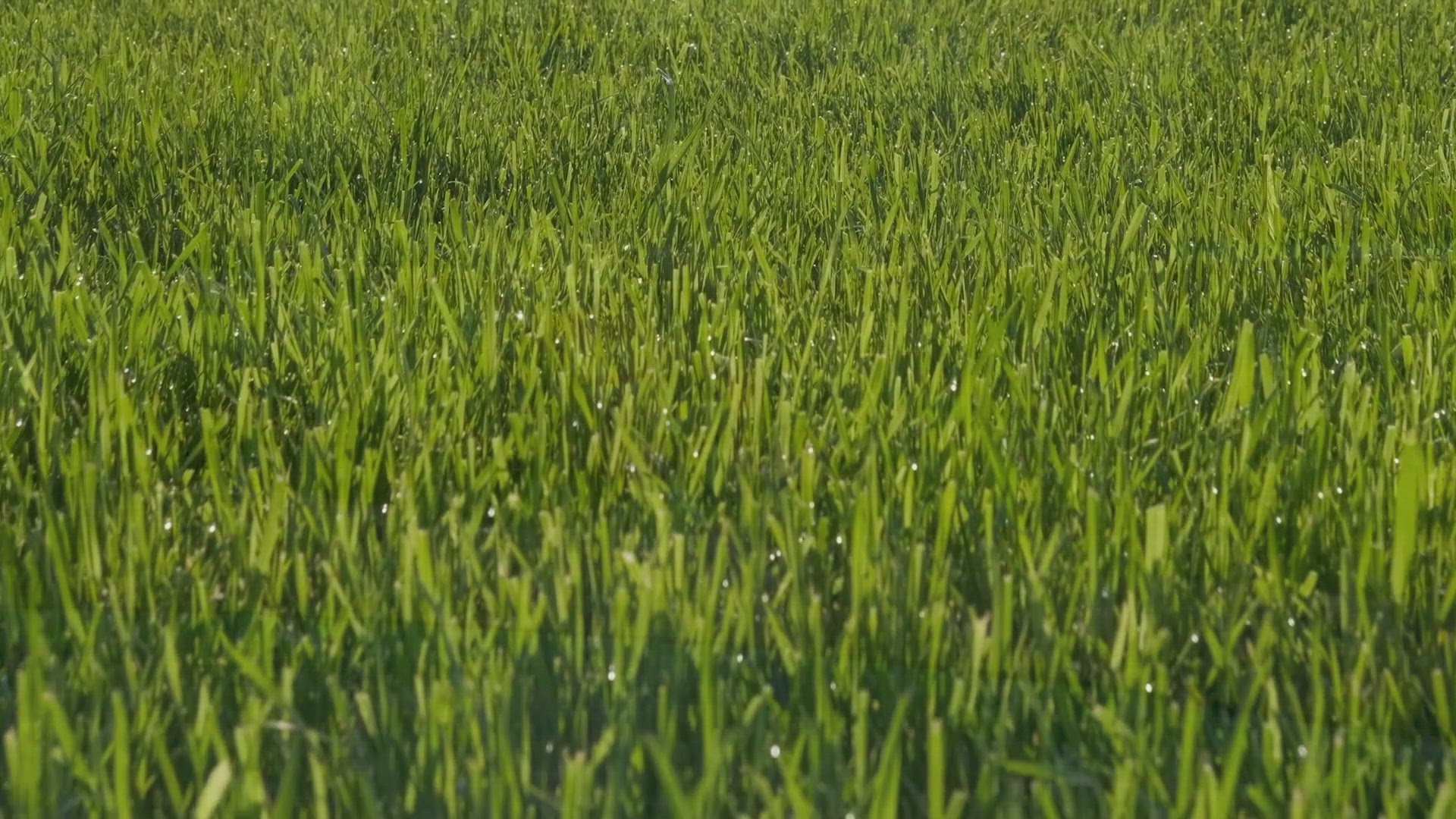 Video thumbnail for Lawn Care, Landscaping, and Gardening Baton Rouge Sod 1