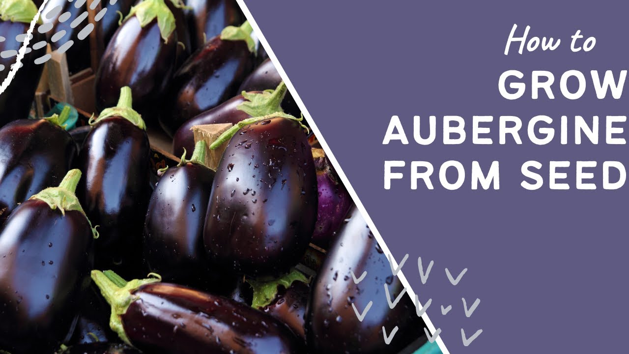 Video thumbnail for 🎥 ✅ How to Grow Aubergine (Eggplant) from Seed 🍆🌱 | Step-by-Step, Beginner-Friendly Guide for Huge Harvests 🌿✨