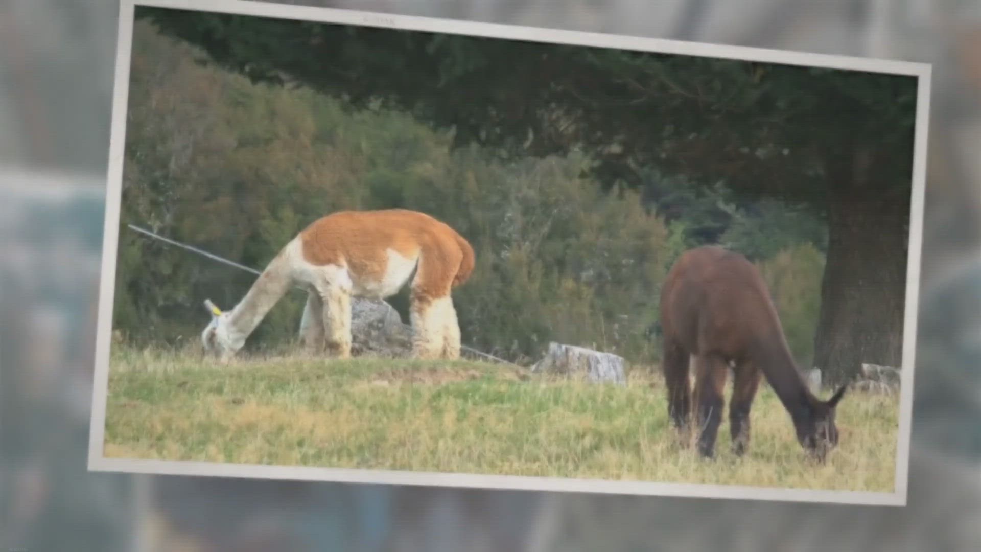 Video thumbnail for Maltipoo Breeders in Ontario