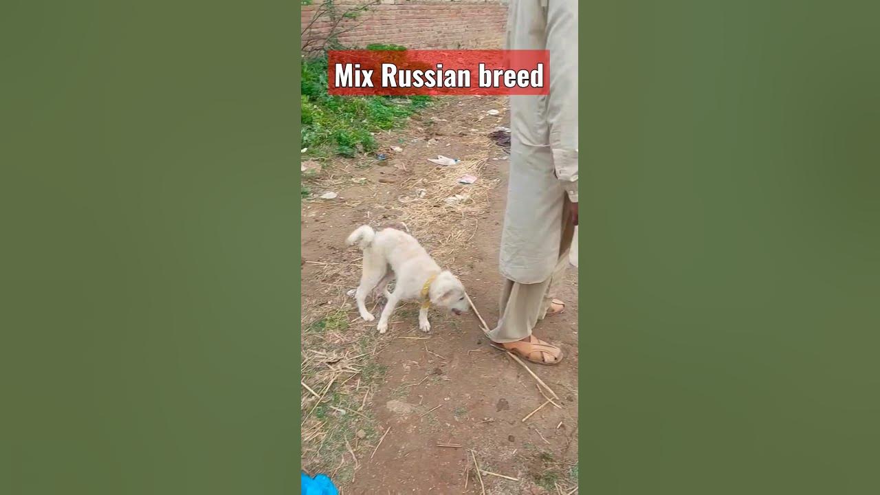 Video thumbnail for Mix Russian dog breed #dogs #shorts