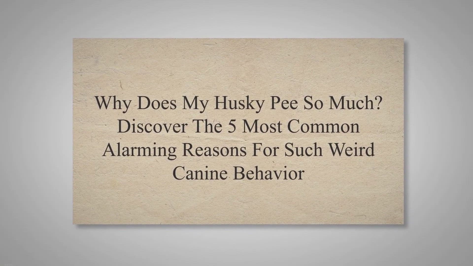 Video thumbnail for Why Does My Husky Pee So Much? Discover The 5 Most Common Alarming Reasons For Such Weird Canine Behavior