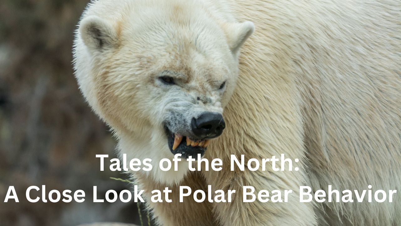 'Video thumbnail for Tales of the North: A Close Look at Polar Bear Behavior'