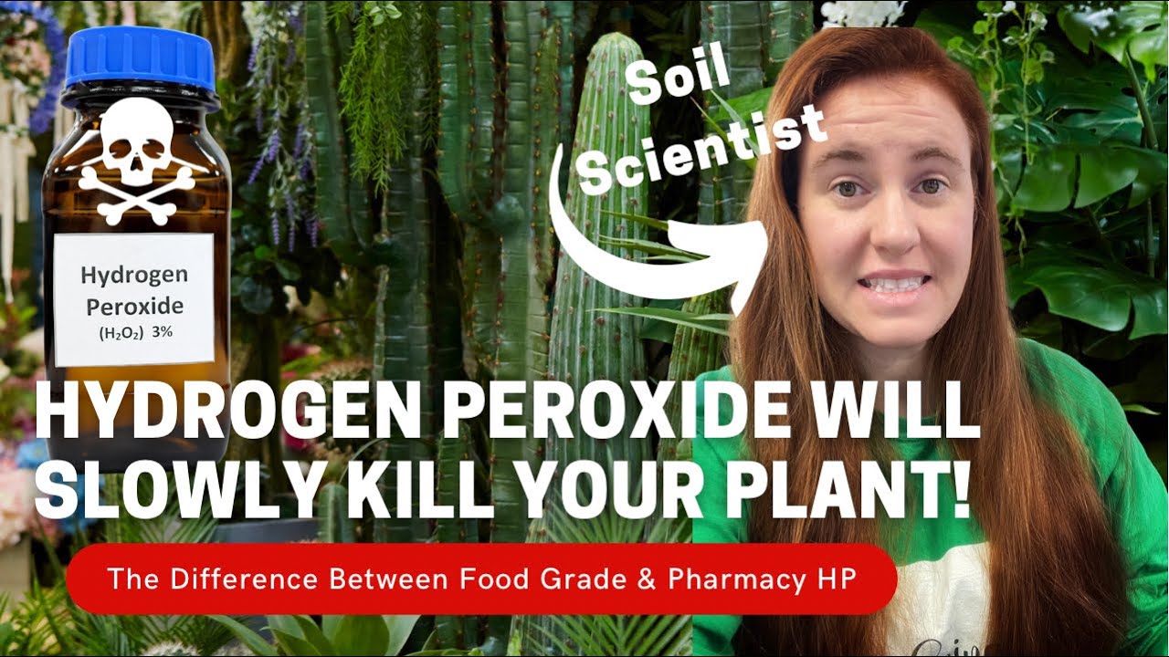 Video thumbnail for How To Use Food Grade Hydrogen Peroxide On Houseplants. Why Using Store Hydrogen Peroxide Is BAD!